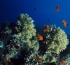 Z odsieczą rafom koralowym