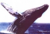 Wale baskijskie zagrożone