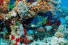 Uratować rafy koralowe
