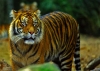WWF nagrało dzikie tygrysy sumatrzańskie