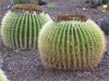10 mln lat panowania kaktusów