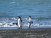 Bogactwo życia wód Antarktyki