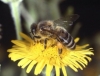 Rozwiązanie zagadki wymierania pszczół? 