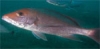 Zatrucia ryb toksynami morskimi, a wzrost temperatury oceanu.