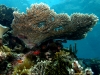 Bielenie koralowców w Wielkiej Rafie Koralowej.