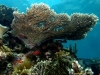 Wielka Rafa Koralowa niszczona przez bielenie koralowców.