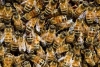 Miliony pszczół miodnych przypadkowo zabitych.