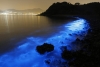 Bioluminescencja